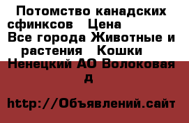 Потомство канадских сфинксов › Цена ­ 15 000 - Все города Животные и растения » Кошки   . Ненецкий АО,Волоковая д.